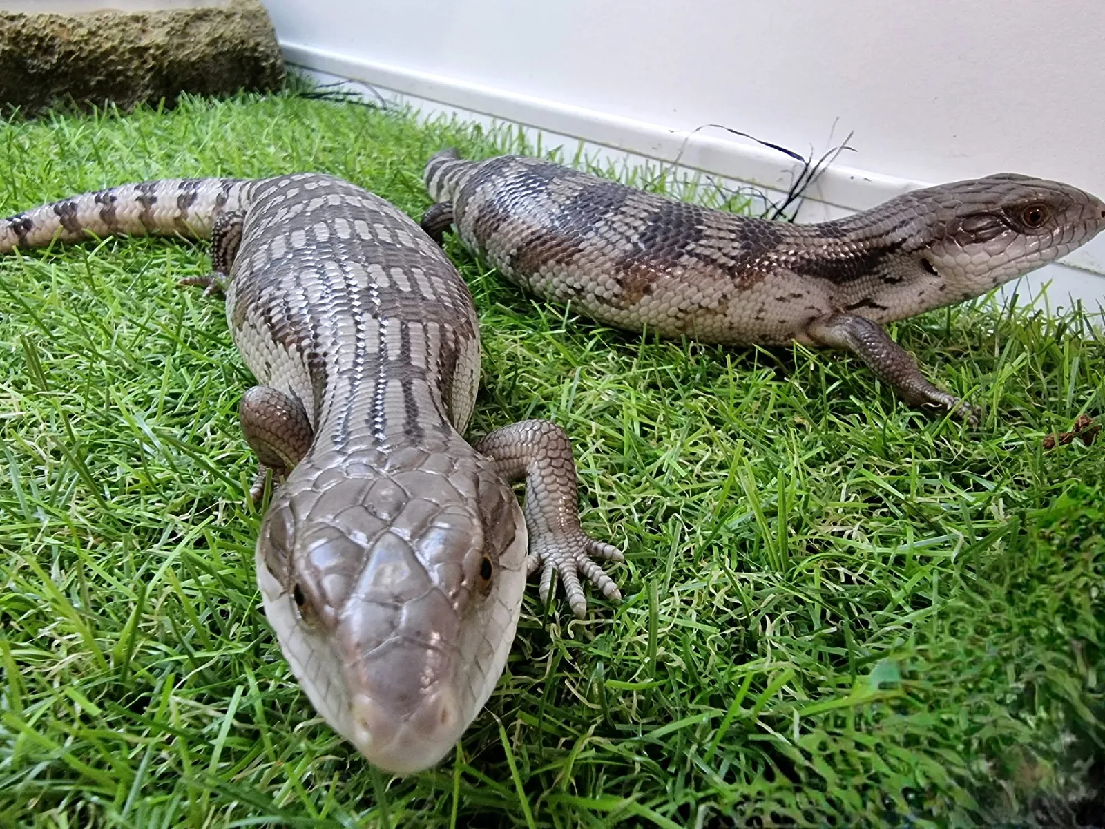 Reptiles